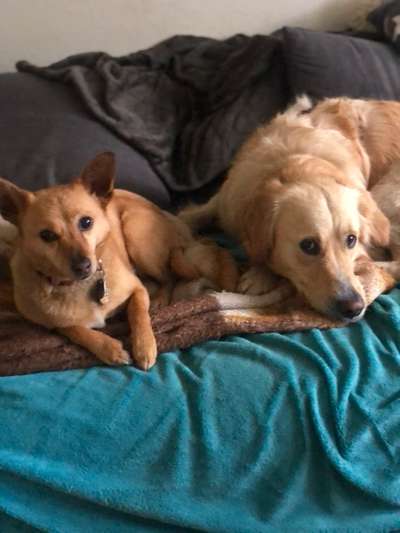 TierschutzhundeStammtisch🐕-Beitrag-Bild