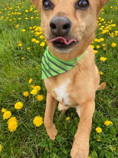 Fotochallenge Nr. 59 - Mein Hund zeigt die Zunge-Beitrag-Bild