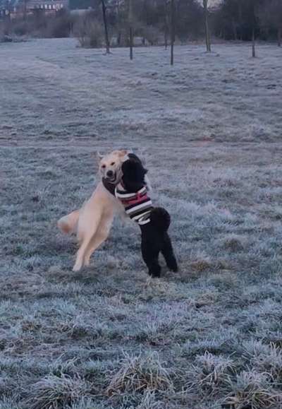 FOTO CHALLENGE 77 - Dein Hund im Spiel-Beitrag-Bild