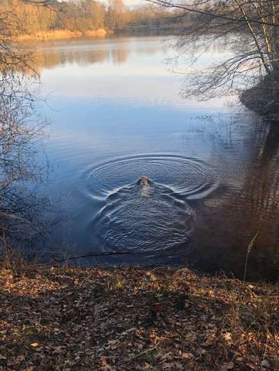 Schwimmen-Beitrag-Bild