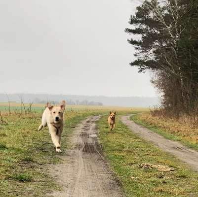 Mehrere Hunde zuhause !-Beitrag-Bild