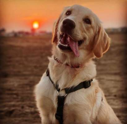 Liebling ,richtig in Szene setzen-Beitrag-Bild