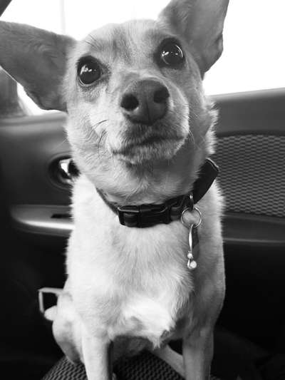 Die besten Hundeblicke 🐾❤️-Beitrag-Bild