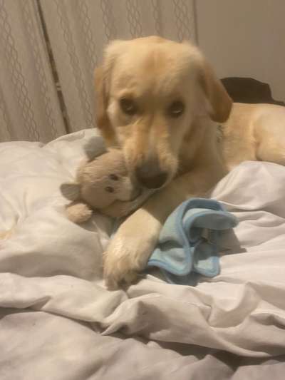 Die besten Hundeblicke 🐾❤️-Beitrag-Bild