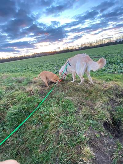 Wo sind die Golden Retriever Liebhaber?-Beitrag-Bild