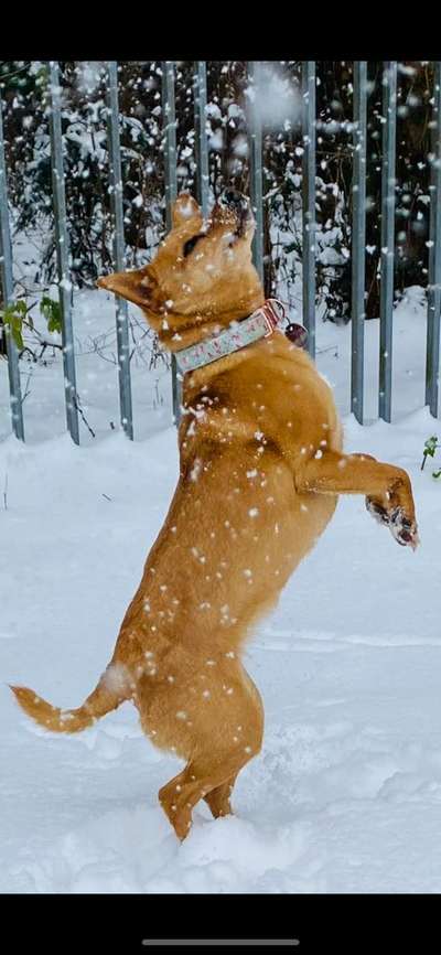 Foto Challenge Nr.: 114
Hunde im Schnee-Beitrag-Bild