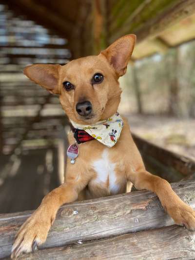 Podencomischling oder Podenco-Beitrag-Bild