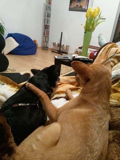 FOTOCHALLENGE 68: Dein Hund und sein bester Freund-Beitrag-Bild