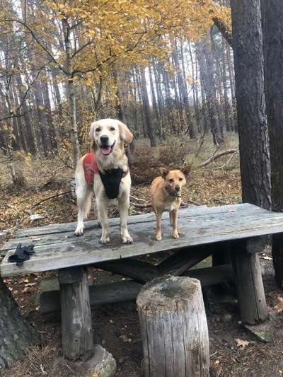 Mehrhundehaltung-Beitrag-Bild