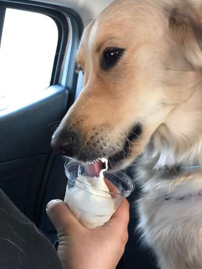 Fotochallenge Guten Appetit! Dein Hund beim futtern-Beitrag-Bild