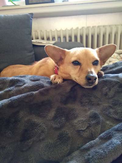 Foto Challenge Nr. 137 - Lass die Ohren fliegen-Beitrag-Bild