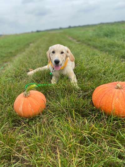 Fotochallenge Nr. 99 Herbst und Halloween🍁🍂-Beitrag-Bild