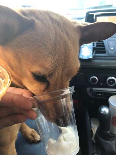 Fotochallenge Guten Appetit! Dein Hund beim futtern-Beitrag-Bild