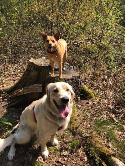 BIG LOVE :) mit 2 Hunden❣️-Beitrag-Bild