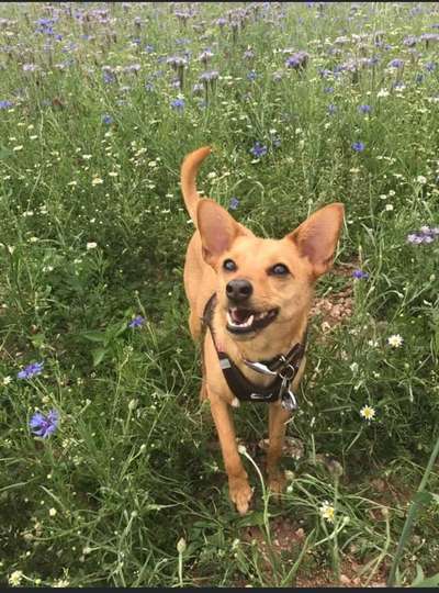 Dogorama Photo Challenge - Der Frühling kommt-Beitrag-Bild