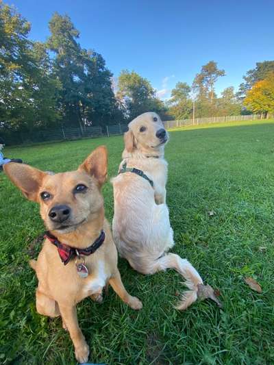 Mischlingshunde Foto Aufruf-Beitrag-Bild