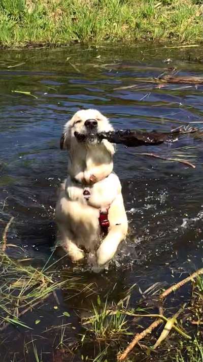 Dogorama Photo Challenge - Apportieren-Beitrag-Bild