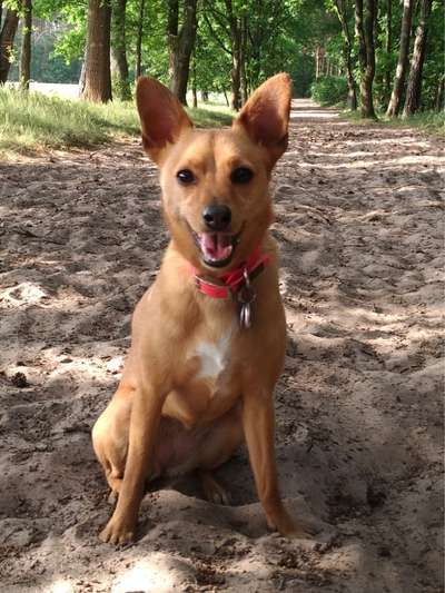 Mischlinge raten - Rätselspaß-Beitrag-Bild