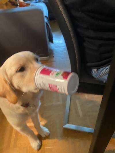 Hund"kreativ" in Szene gesetzt, Fotobomb u.a.-Beitrag-Bild