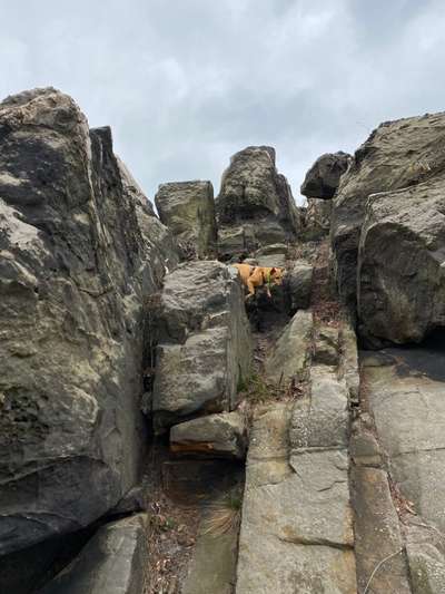 Podencomischling oder Podenco-Beitrag-Bild