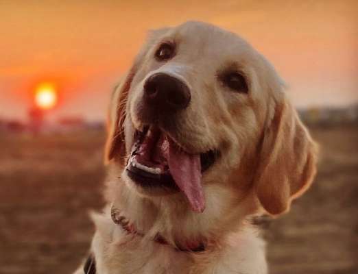 Fotochallenge Nr. 59 - Mein Hund zeigt die Zunge-Beitrag-Bild