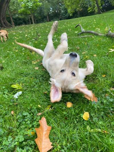 Labradorfans-Beitrag-Bild