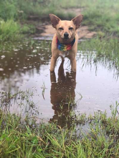 Fotochallenge Nr 96.: Bunt, Bunter, Hund 💐🌹🍁-Beitrag-Bild