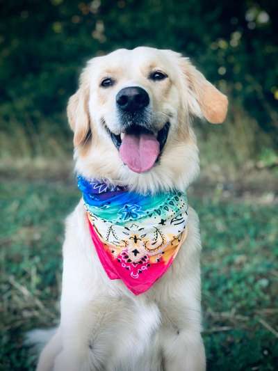 Fotochallenge Nr 96.: Bunt, Bunter, Hund 💐🌹🍁-Beitrag-Bild