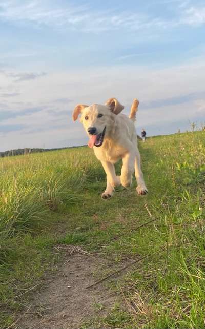 Fotochallenge 66 ~ Rennaction -Zeig deinen Hund im Lauf-Beitrag-Bild