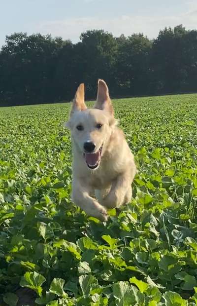 Labradorfans-Beitrag-Bild