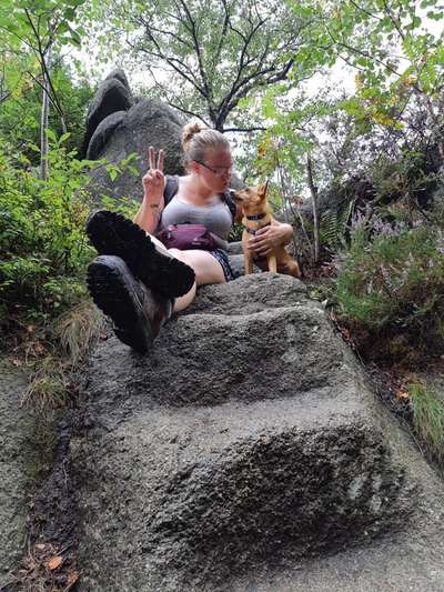 Podencomischling oder Podenco-Beitrag-Bild