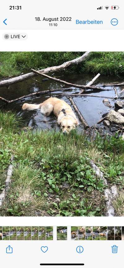 Fotochallenge NR. 123     -Karneval der Tiere--Beitrag-Bild