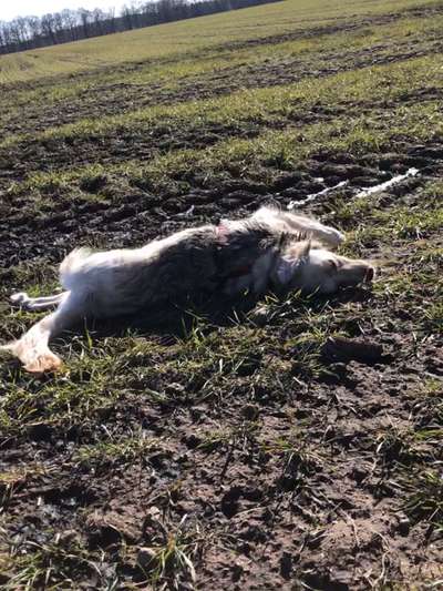 FOTOCHALLENGE 72 - Glücklicher Hund im Schmuddel-Look-Beitrag-Bild