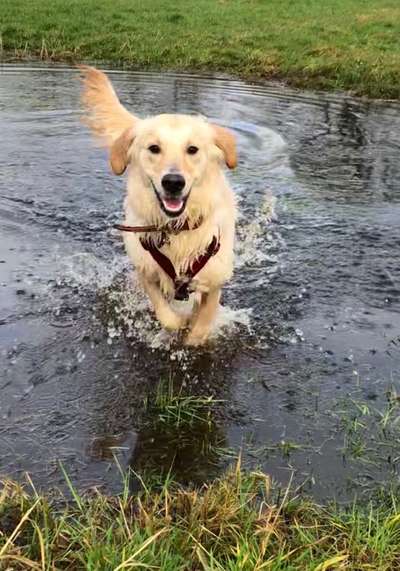 Mischlinge raten - Rätselspaß-Beitrag-Bild