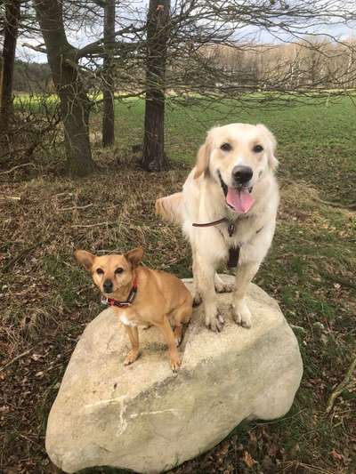 Mischlinge raten - Rätselspaß-Beitrag-Bild