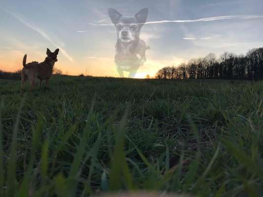 Photomontagen mit Hund-Beitrag-Bild