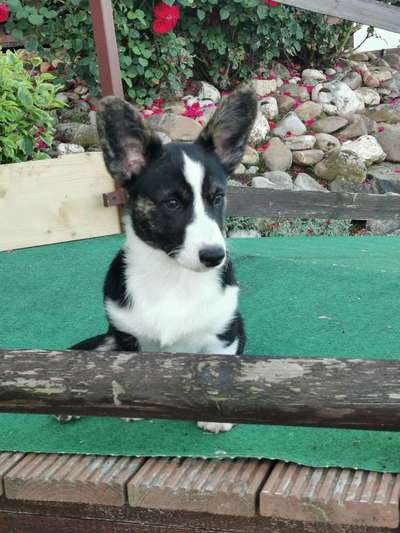 Corgis und ihre persönlichen Hofangestellten-Beitrag-Bild