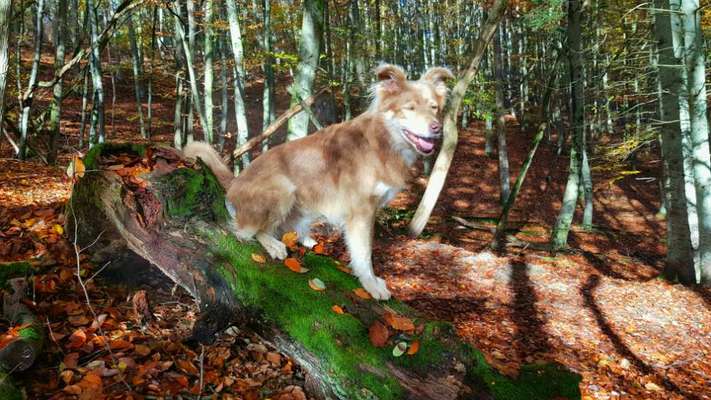 Mischlingshunde Foto Aufruf-Beitrag-Bild
