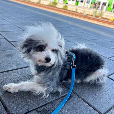 Hundetreffen-Spiel- & Gassi-Freund:innen für Tilda gesucht 🐾-Bild