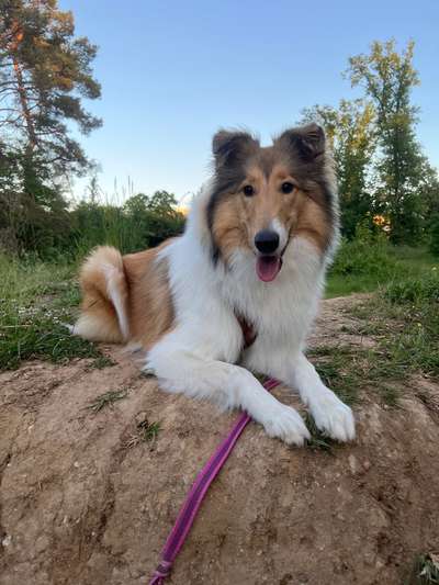 Hundetreffen-Sanfter Spielpartner gesucht-Bild