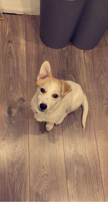 Hundetreffen-Welpen und Junghunde treffen 🐶-Bild