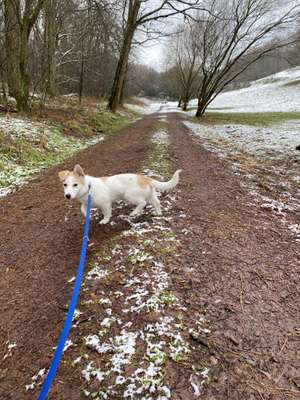 Hundeauslaufgebiet-Mühlentahl-Bild