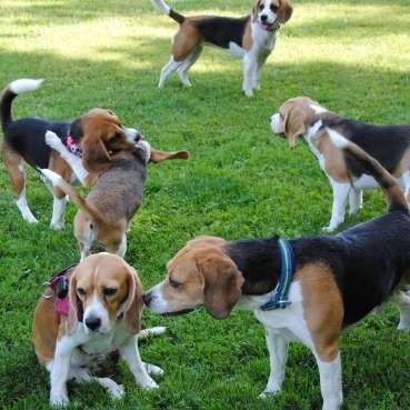 Hundetreffen-Beagle treffen ( wenn möglich) :)-Bild