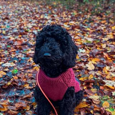 Hundetreffen-Hundefreunde gesucht-Bild