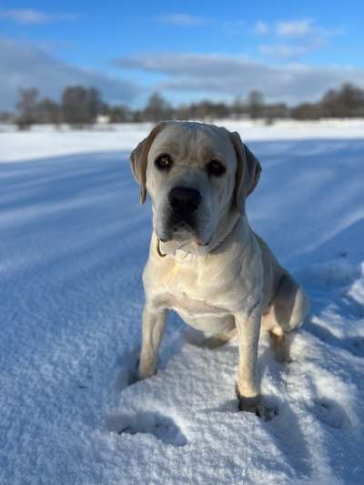 Hundetreffen-Spielen-Bild