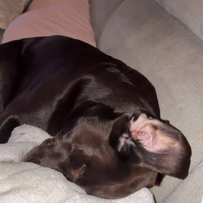 aktuelles Foto Gruppe Labrador