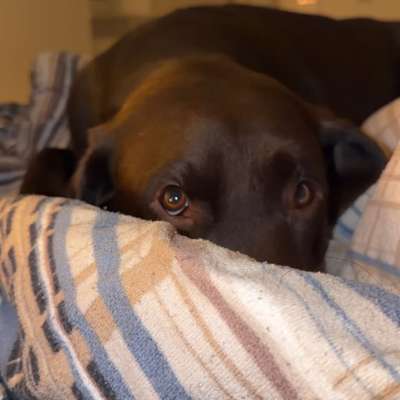 aktuelles Foto Gruppe Labrador