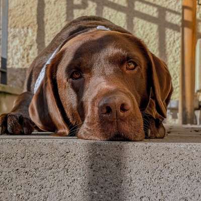 Laurence's Profilbild