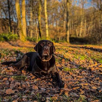 Laurence's Profilbild