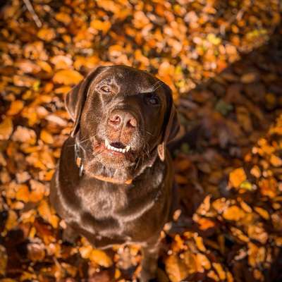 Laurence's Profilbild